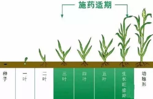 农药选择，技巧分享