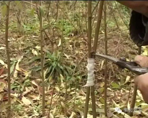 桃树嫁接是利用无性繁殖技术，将不同品种的桃树接穗接到同一砧木上