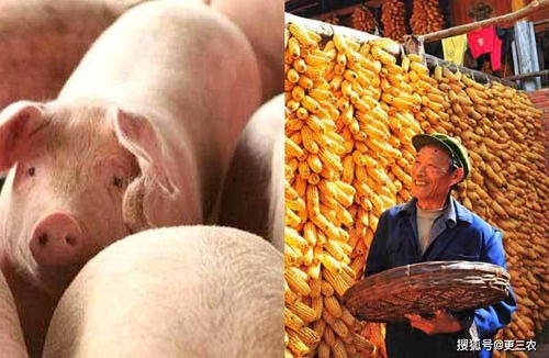 瘦肉型育肥猪预混料与玉米的最佳配比是多少？