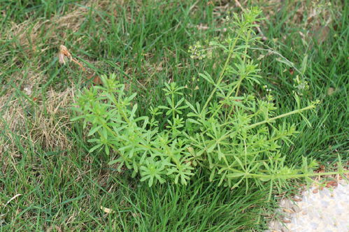 郑州小区草坪难题：秋季种草为何如此艰难？