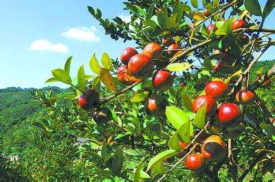 油茶树育苗技术：高效种植秘诀，打造优质油茶苗