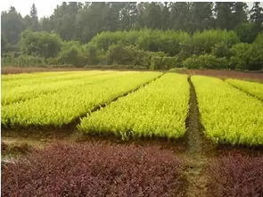 海南的土地与草花的生存法则