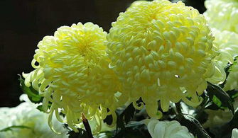 菊花一元一枚100万，背后有何神秘力量