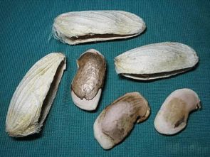 芒果种子盆栽种植，在家也能吃芒果