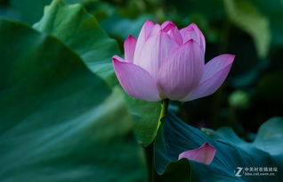 遵义花卉种植攻略