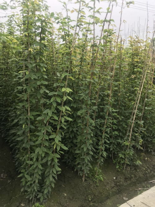 注意啦！种下去千万别当甩手掌柜