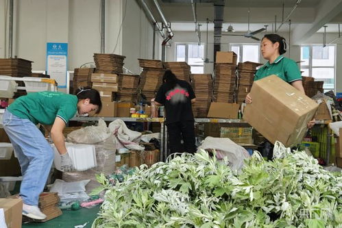 艾草产业：从家庭作坊到百亿规模