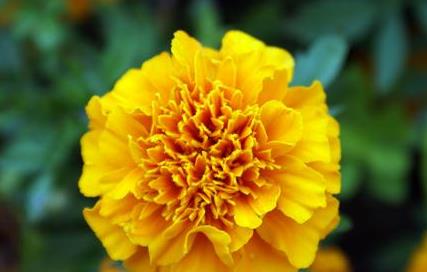 保持康乃馨通风