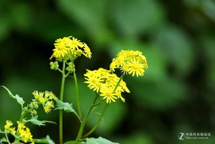 病虫害要防治，花儿笑哈哈