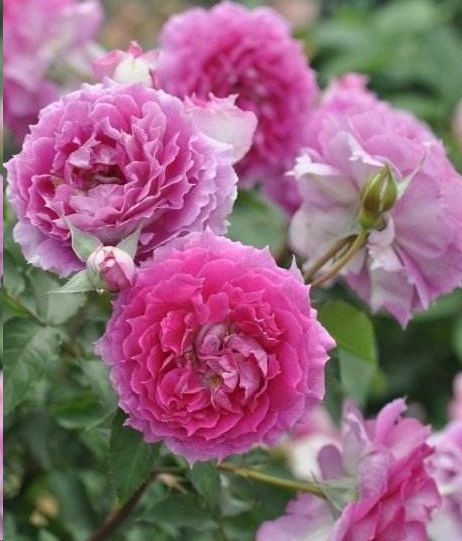 月季花直接插土里能活吗？分享月季花最佳扦插时间和详细方法