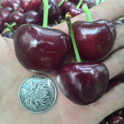 种花籽儿的学问