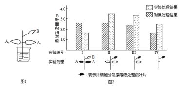 细胞分裂素：促进细胞分裂的小Neng手