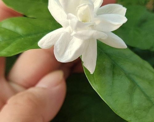 茉莉花怎么科学施肥和修剪才能使其生长旺盛