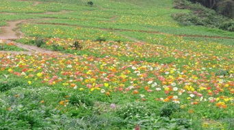 草本花卉与木本花卉的养护成本差异大揭秘