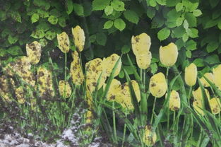 长春市常见的四季常青树木