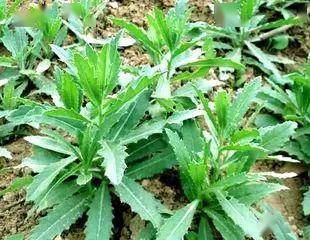 除根大法：深翻土壤， 拔根除根