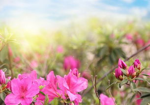 夏天移栽杜鹃的难度大不大