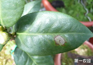 山茶花病虫害防治方法有哪些，如何有效预防与治疗山茶花病虫害