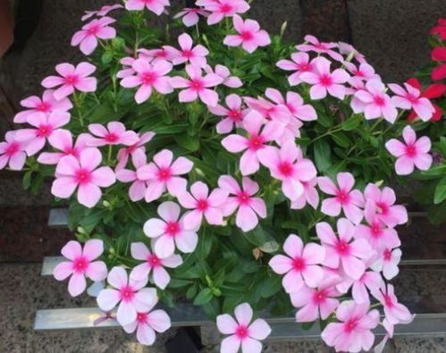 北方阳台养花，如何保湿才能让花朵娇艳欲滴