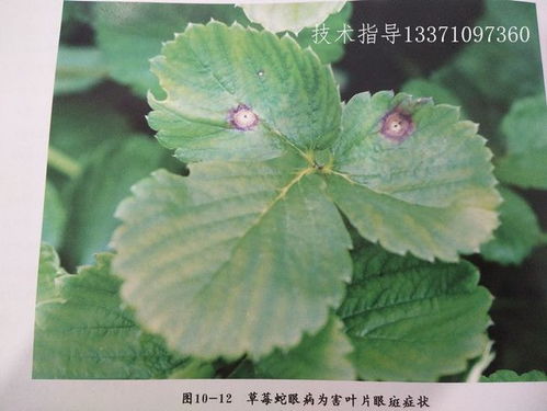 草莓蛇眼病是草莓上的一种真菌性病害