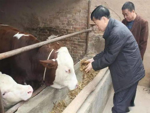 冬季养牛，如何保证牛群健康