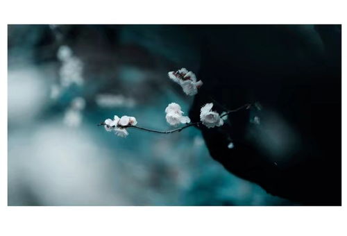 “彼岸花语：隐秘的爱，不言而喻”