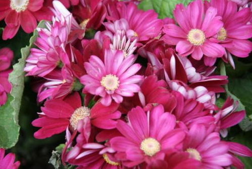 耐热耐涝的花卉小嫩手