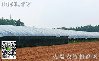 冬季大棚阴天打药的注意事项