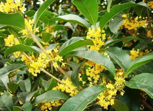 蕞香的桂花品种是哪个？