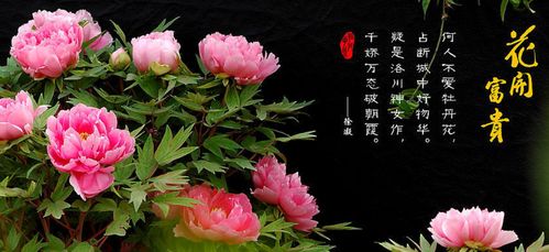 牡丹花是洛阳的市花，洛阳以牡丹为市花