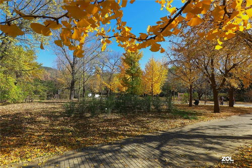 养护要点， 让你的秋景持久绽放