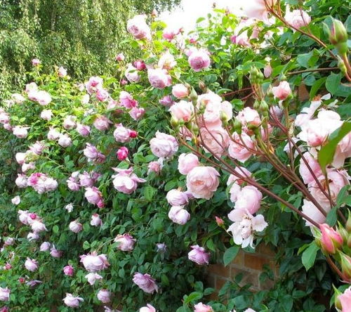 增光灯照， 清除积雪