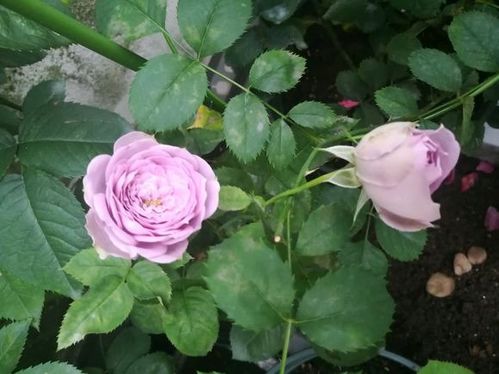 月季花枝修剪，美观的关键哦！