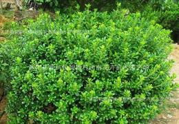 海桐球：那绿油油的“绿胖子”