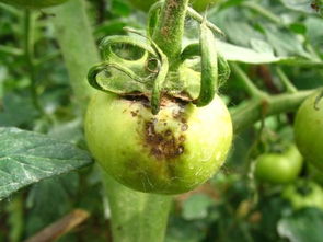 咯菌腈和异菌脲：交替使用， 效果佳