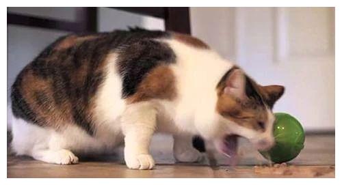 猫咪误食杀虫剂后会出现什么症状和紧急处理方法？