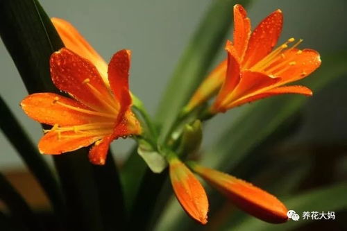 揭秘锦晃星叶子变色之谜：如何让叶片保持鲜亮？