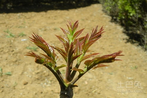 育苗管理：香椿的成长日记
