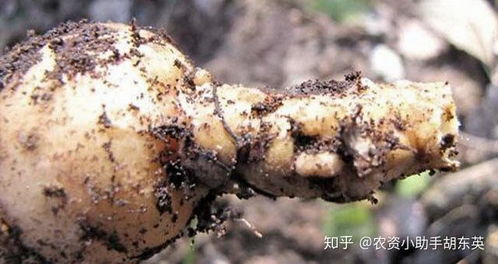 四、麦冬果红锈病的防治方法