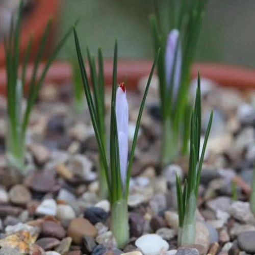 什么时候是种植番红花的最佳月份？