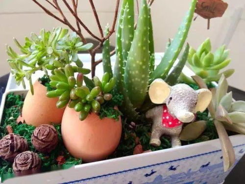 常春藤的浇水频率