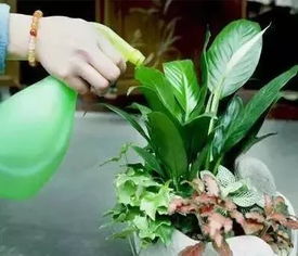 水养花缺水了吗？