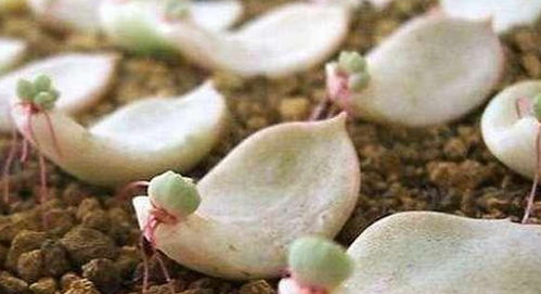 第三步：种植肉瓣