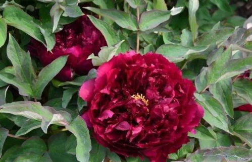 二、 红杜鹃，红得耀眼