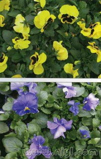 草本花界的明星：绣球花