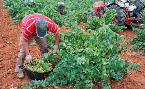 设施葡萄如何授粉，揭秘！