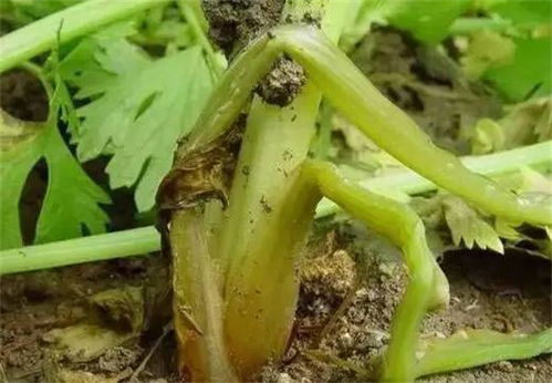 软腐病， 百菌清来拯救