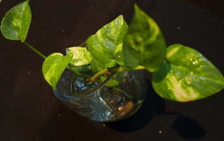 绿萝营养液使用方法和用量是多少？如何自制最简单水培营养液配方