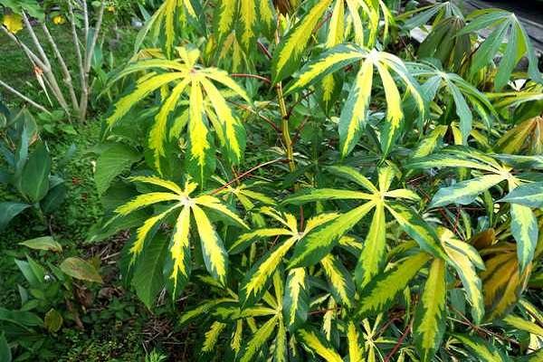 “花叶木薯叶型独特，繁殖秘籍大揭秘！”