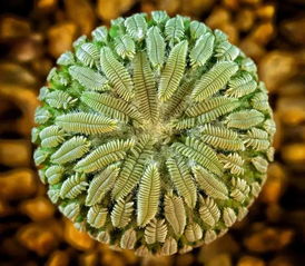 植物种子如何传播？这些方法你肯定想不到